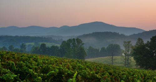 A serene landscape featuring rolling hills, vineyards, and mountains at dawn with soft, misty light.