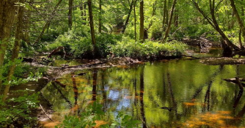 A serene forest scene with a calm stream reflecting greenery and trees, surrounded by lush vegetation.