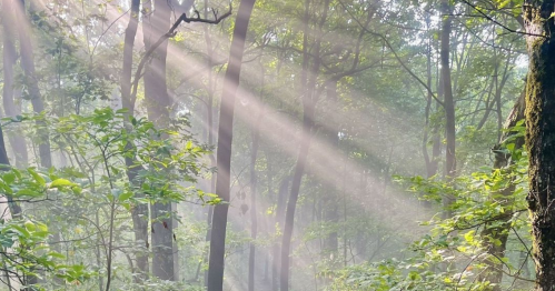 Sunlight streams through a misty forest, illuminating trees and lush greenery.
