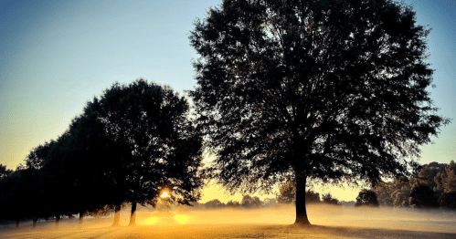 Silhouetted trees against a misty sunrise, with soft light illuminating the foggy landscape.