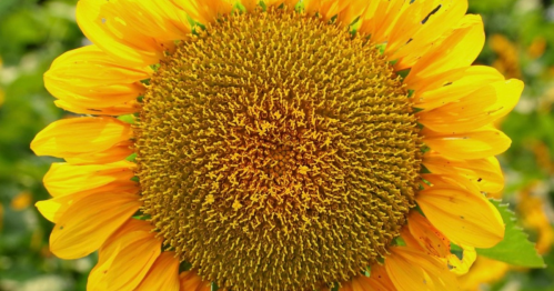 Close-up of a vibrant sunflower with bright yellow petals and a textured brown center, surrounded by green foliage.