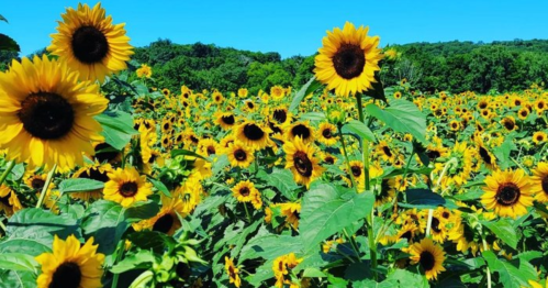 A vibrant field of sunflowers under a clear blue sky, with lush greenery in the background.