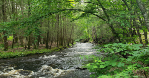 A serene river flows through a lush, green forest, surrounded by trees and vibrant foliage.