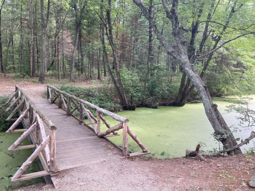 A wooden bridge crosses a green, algae-covered pond surrounded by lush trees in a serene forest setting.