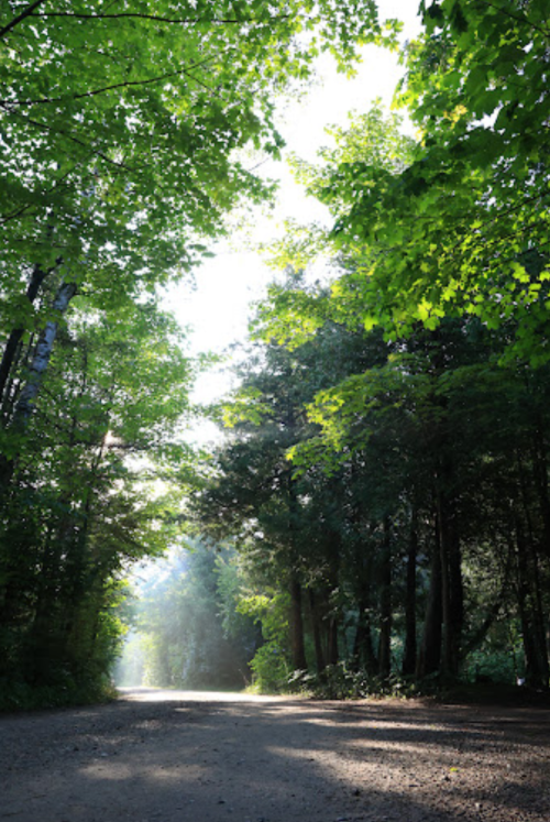 A serene forest path surrounded by lush green trees, with soft sunlight filtering through the leaves.