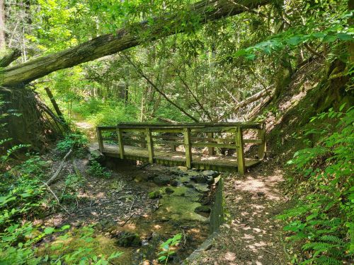 A wooden bridge over a small stream, surrounded by lush green foliage and trees in a serene forest setting.