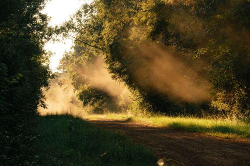 A sunlit dirt path surrounded by trees, with soft dust particles illuminated in the warm light.