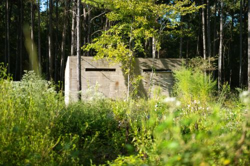 A concrete structure partially hidden by tall grass and trees in a dense forest.