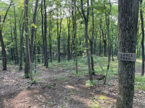 A wooded area with tall trees and a signpost indicating the Ledge Trail. Sunlight filters through the leaves.