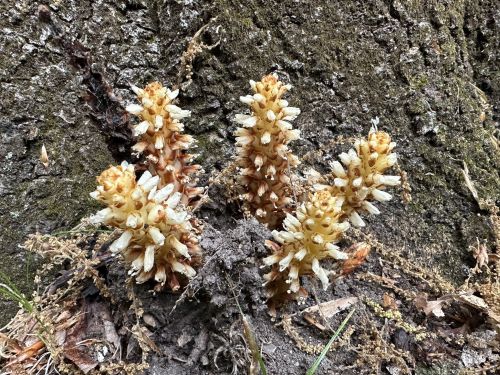 Cluster of pale, cone-shaped flowers emerging from the ground near a tree trunk, surrounded by soil and debris.