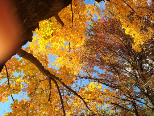 Vibrant autumn leaves in shades of yellow and orange against a clear blue sky.