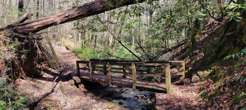 A wooden bridge crosses a small stream in a lush, green forest with fallen trees and dappled sunlight.