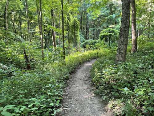 A winding dirt path through a lush green forest, surrounded by tall trees and dense foliage.