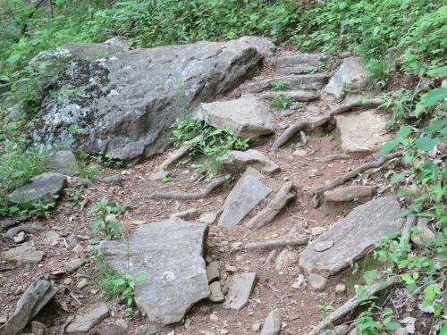 Rocky hiking trail with exposed roots and greenery surrounding the path.