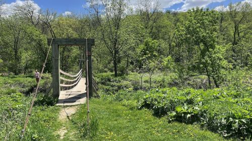 A wooden suspension bridge leads into a lush green landscape with trees and plants under a bright blue sky.