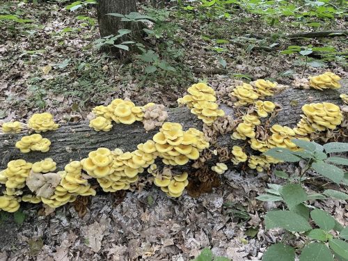 A log in a forest covered with clusters of bright yellow mushrooms among fallen leaves and greenery.