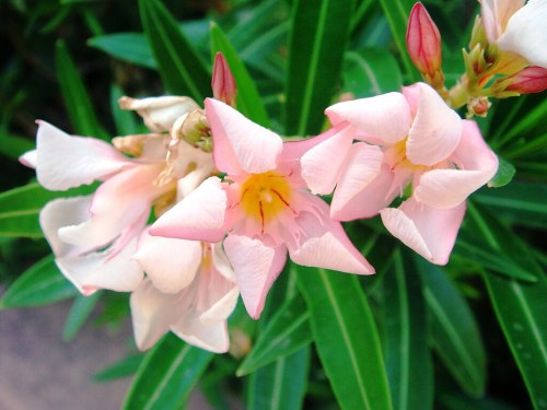 Delicate pink flowers with yellow centers surrounded by green leaves.