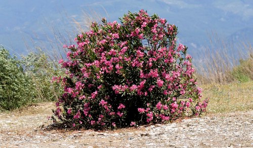 A vibrant bush covered in pink flowers, set against a blurred mountainous background.