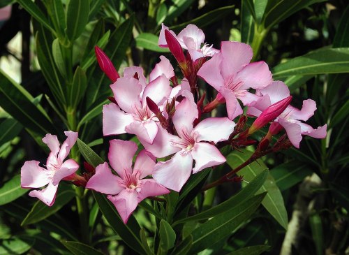 A cluster of pink oleander flowers surrounded by green leaves.