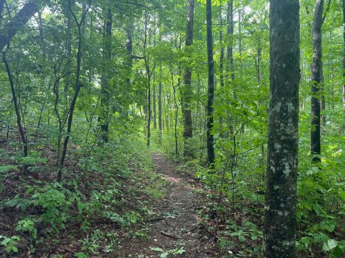 A narrow dirt path winds through a lush green forest, surrounded by tall trees and dense foliage.