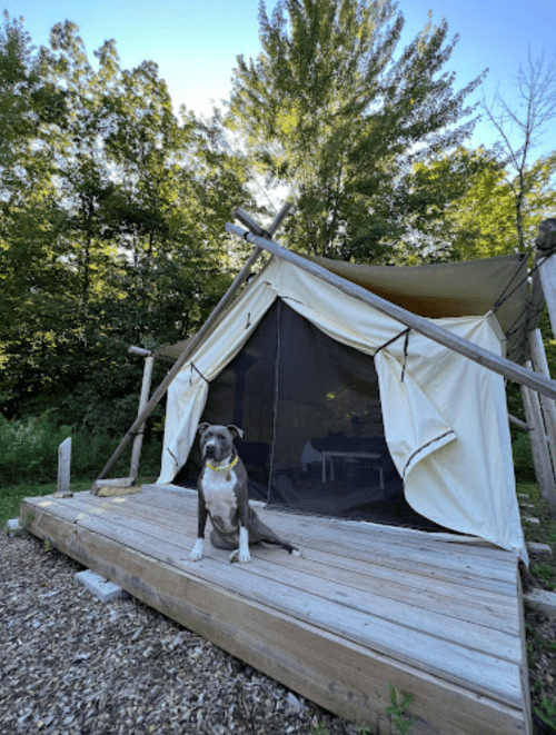 A dog sits on a wooden deck in front of a canvas tent surrounded by trees and greenery.