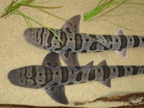 Two striped sharks swim over sandy ocean floor, surrounded by green sea grass.