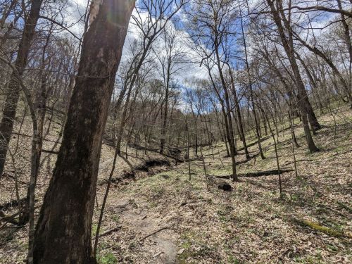 A serene forest scene with bare trees, a grassy path, and a blue sky with clouds.
