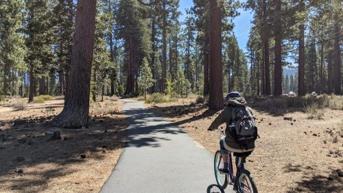 A person rides a bicycle on a paved path through a forest of tall pine trees.