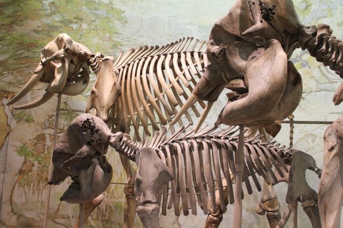 A display of large animal skeletons, including an elephant, set against a painted natural backdrop.