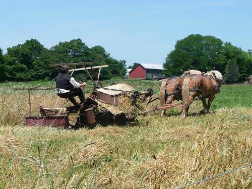 A person operates a horse-drawn harvester in a field, with a red barn and trees in the background.