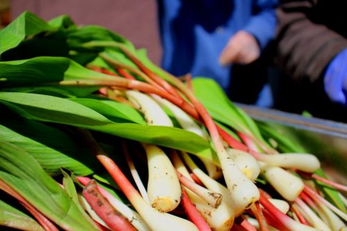 A close-up of fresh ramps with green leaves and white stems, displayed on a table.