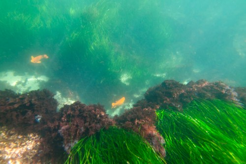 Underwater scene featuring green seaweed and two orange fish among the vegetation.