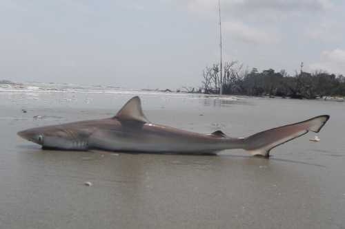 A shark lies on a sandy beach, with ocean waves in the background and trees in the distance.