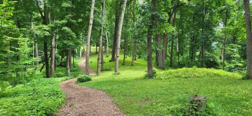A winding dirt path through a lush green forest with tall trees and vibrant foliage.