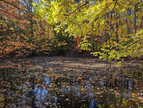 A serene pond surrounded by vibrant autumn foliage, with colorful leaves reflecting on the water's surface.