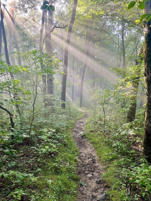 A misty forest path winding through lush greenery, with sunlight streaming through the trees.