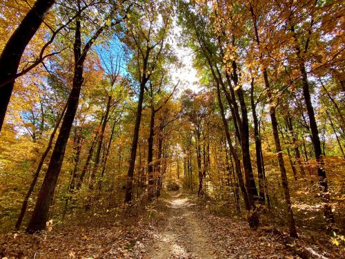 A sunlit forest path surrounded by trees with vibrant autumn leaves in shades of orange and yellow.