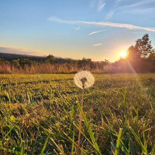 A dandelion puff stands in a grassy field, with a sunset and distant hills in the background.