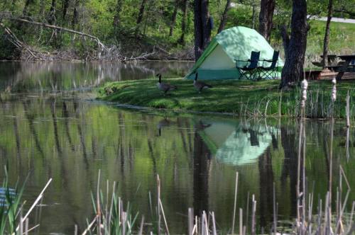 A green tent by a calm pond, with two geese nearby and reflections of trees in the water.