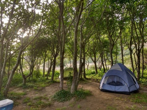 Two tents nestled among trees in a lush, green forest, with sunlight filtering through the leaves.