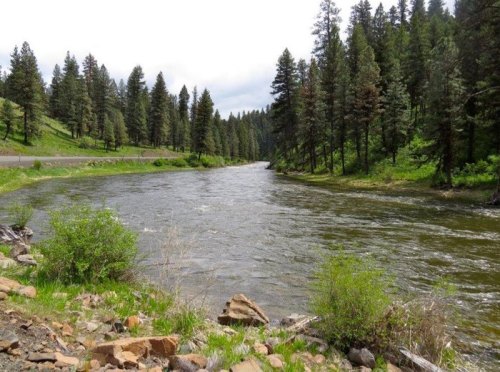 A serene river flows through a lush green forest, surrounded by tall pine trees under a cloudy sky.