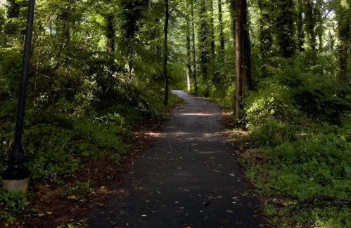 A serene, tree-lined path winding through a lush green forest, with dappled sunlight filtering through the leaves.