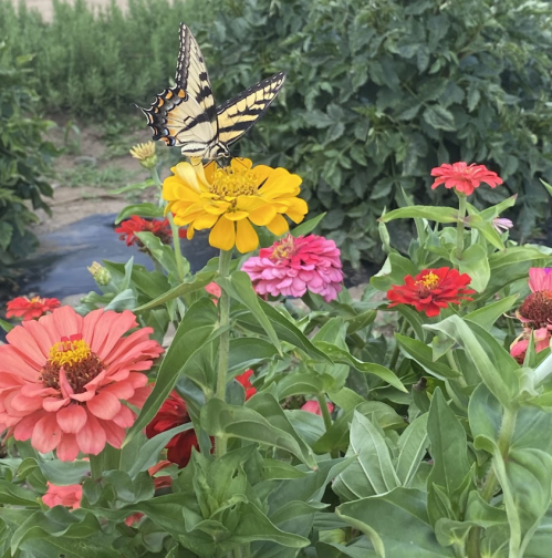 A butterfly perched on a yellow flower among vibrant pink, red, and coral blooms in a garden.