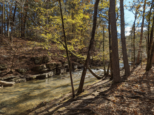 A serene forest scene with a clear stream, surrounded by trees and autumn foliage.