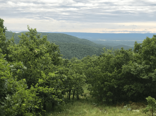 Lush green trees frame a scenic view of rolling hills and a cloudy sky in the distance.