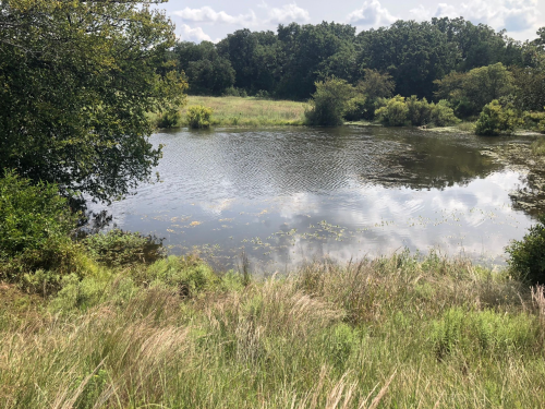 A serene pond surrounded by lush greenery and tall grass under a partly cloudy sky.