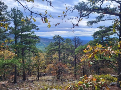 A scenic view of a forest with pine and oak trees, showcasing autumn colors and distant mountains under a cloudy sky.