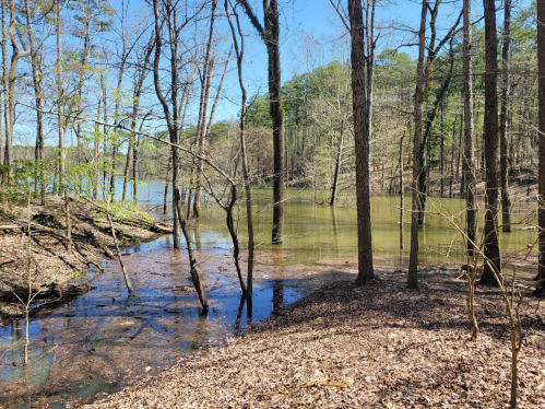 A serene forest scene with trees reflecting in a calm lake under a clear blue sky.