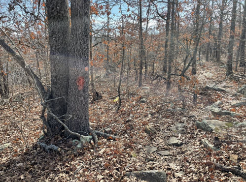 A wooded area with a large tree marked in red, surrounded by fallen leaves and rocky terrain.