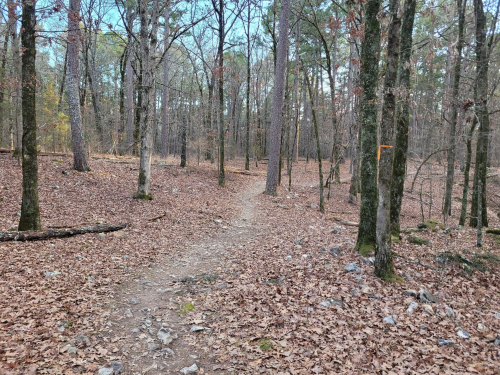 A winding dirt path through a forest with bare trees and fallen leaves on the ground.